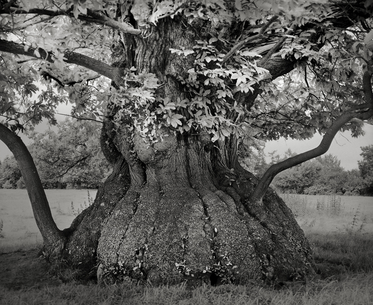 "Ancient Trees: Portrait of Time", fot. Beth Moon